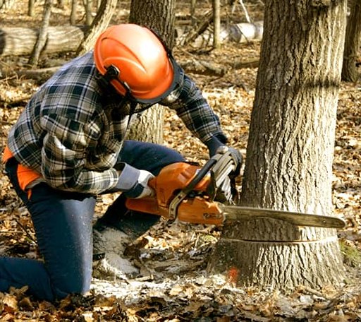 Tree Removal in Chauncey, GA